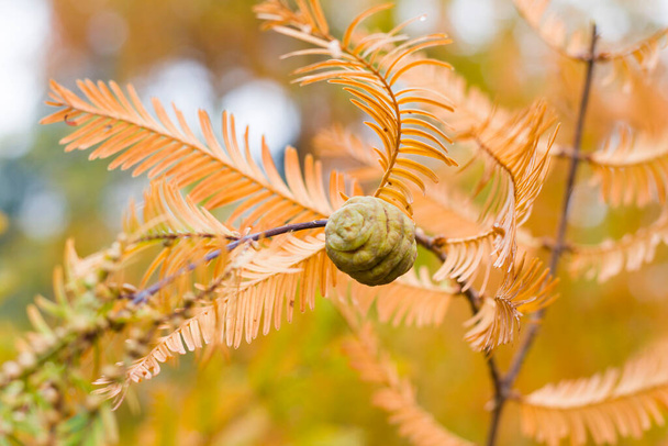 Δέντρο Metasequoia glyptostroboides, φθινόπωρο και φθινόπωρο δέντρο γκρο πλαν στο Tsinandali, Kakheti, Γεωργία - Φωτογραφία, εικόνα