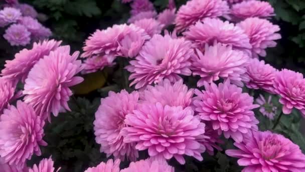 Floral carpet of pink chrysanthemums in pots. Flower shop sale - Footage, Video