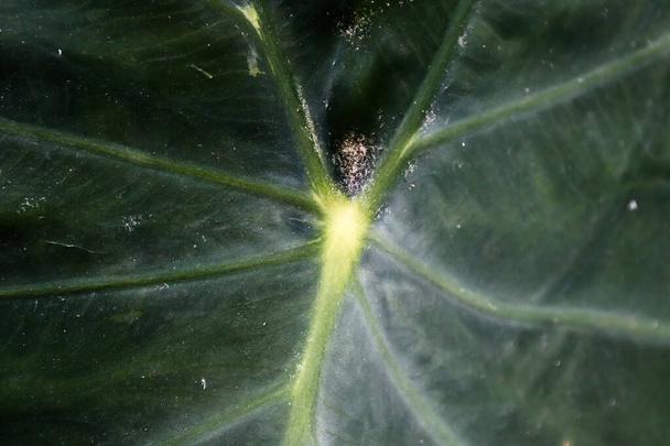 πράσινη υφή του μεγάλου φύλλου της κορυφογραμμή κολοκύθας, ακραία από κοντά, πράσινο φόντο υφή   - Φωτογραφία, εικόνα