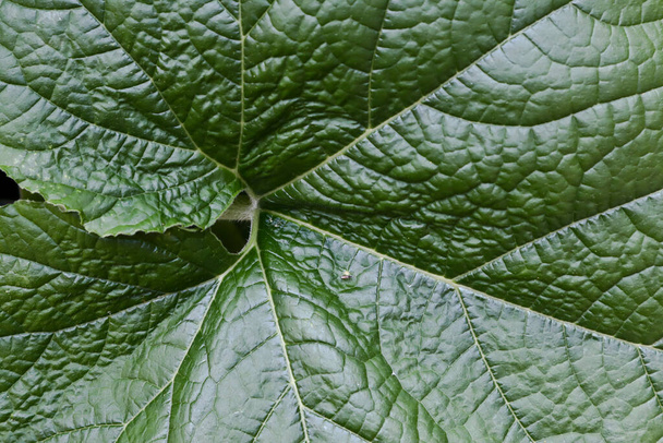 τραχιά υφή του μεγάλου πράσινου φύλλου κορυφογραμμή κολοκύθας, ακραία γκρο πλαν, πράσινο φόντο υφή  - Φωτογραφία, εικόνα