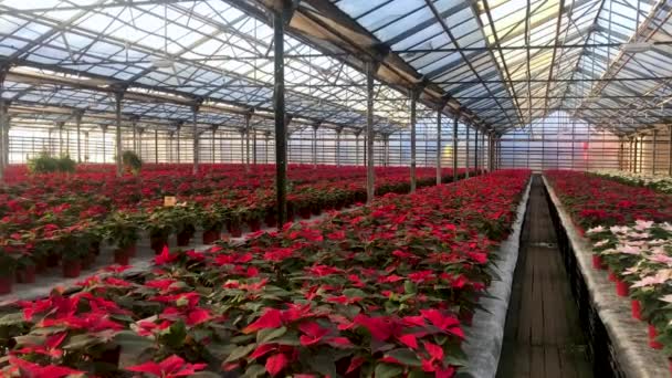Τεράστιος αριθμός λαμπερών κόκκινων λουλουδιών πουινσέτια στην χριστουγεννιάτικη πώληση στο θερμοκήπιο του ανθοπωλείου - Πλάνα, βίντεο