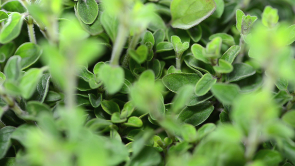 Oregano Plant - Footage, Video