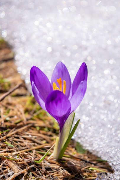 Весенний цветок крокус в зеленой траве и снегу. Colchicum Autumnale с фиолетовыми лепестками на размытом фоне. - Фото, изображение