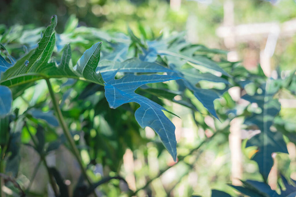 Group of papaya leaves or papaw, pawpaw in the garden with raised bed background - Photo, Image