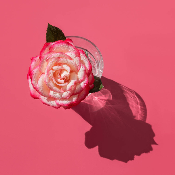 Sklenice s vodou a jasně růžová květina Růže s kapkami vody na hlubokém růžovém pozadí. - Fotografie, Obrázek