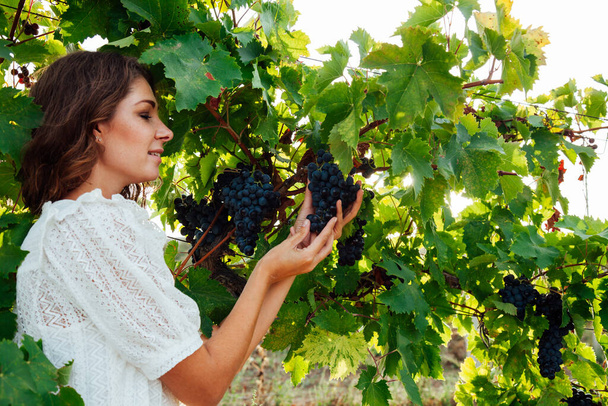 Beautiful fashionable woman in dress collects grapes in vineyards - Photo, Image