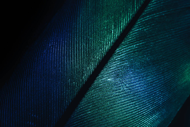 Close up Beautiful GREEN Bird feather background pattern texture for design. Macro photography view.	 - Foto, immagini