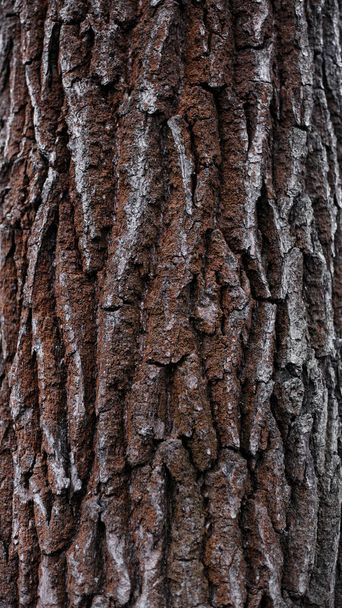 古い木の赤い樹皮は硬い光沢のある質感。ファンタジー惑星からの石岩 - 写真・画像