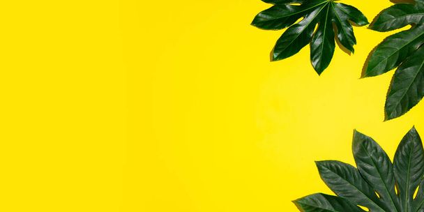 Тропические листья выделены на желтом фоне. Дизайн для продаж - Фото, изображение