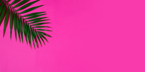 Vihreä palmunlehti eristetty karmiininpunainen tausta. Myynnin suunnittelu - Valokuva, kuva