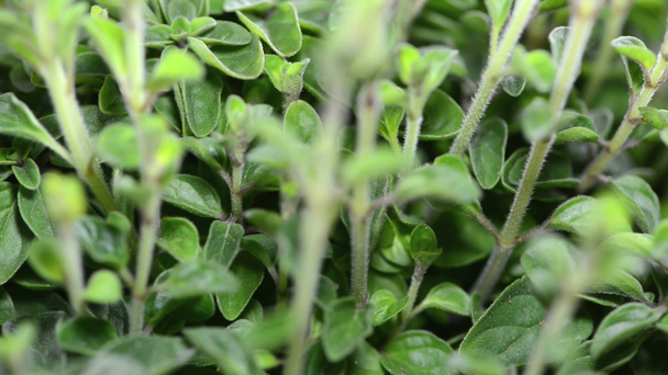 Oregano növény - Felvétel, videó