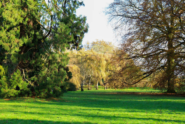 Очаровательные осенние деревья в парке с тенью деревьев, Англия, Великобритания - Фото, изображение