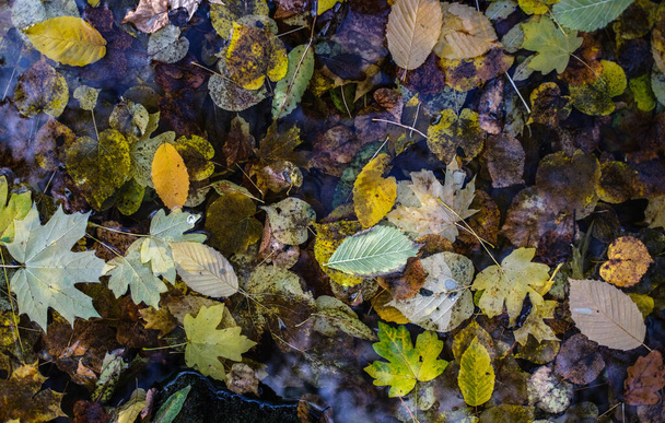 秋の紅葉。カエデや栗の木が葉を流す。黄金の秋. - 写真・画像