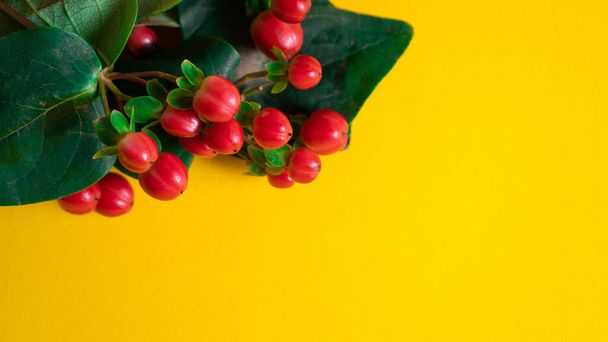 Left corner frame of red small balls Hypericum and green leaves on yellow background with space for message - Photo, Image