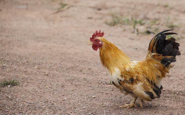 Retrato de una polla colorida
 - Foto, imagen