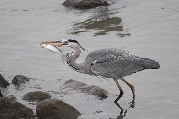 Heron preparing to eat a mullet she had just caught in the Douro River, north of Portugal. - Foto, Imagen