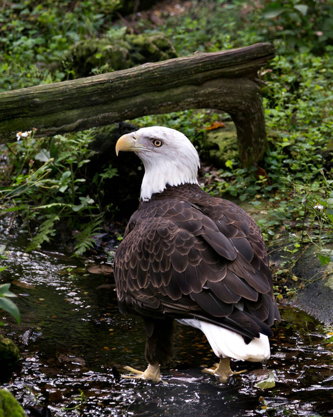 Bald Eagle bird close-up profile view in the water displaying brown feathers, white head, eye, beak, talons, plumage, white tail, in its surrounding and habitat with foliage background.  - Фото, изображение