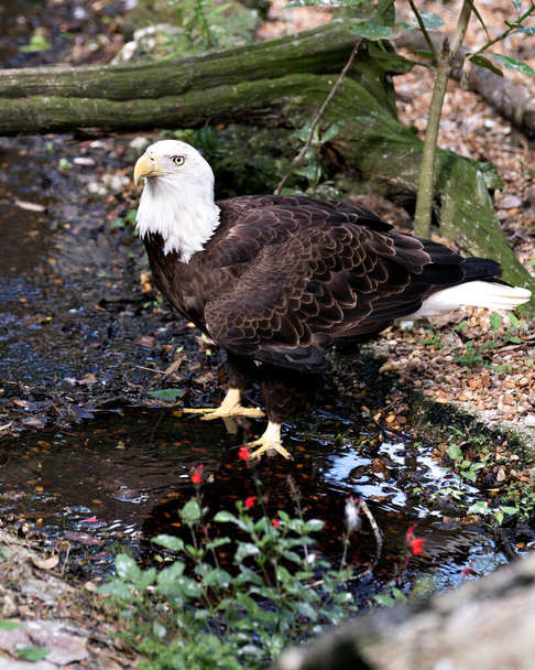 Bald Eagle γκρο πλαν προβολή προφίλ στο ποτάμι με φόντο βρύα κορμό και λουλούδι σε πρώτο πλάνο, εμφανίζοντας καφέ φτερό, κεφάλι, μάτια, ουρά και νύχια στο περιβάλλον και το περιβάλλον του. - Φωτογραφία, εικόνα