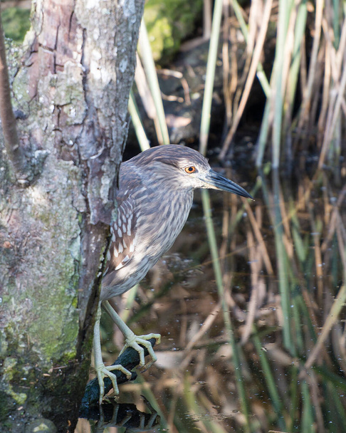 Black crowned Night-heron juvenile bird perched on a branch displaying brown feather plumae,body, head, eye, beak in its habitat and environment with a foliage background. - Φωτογραφία, εικόνα