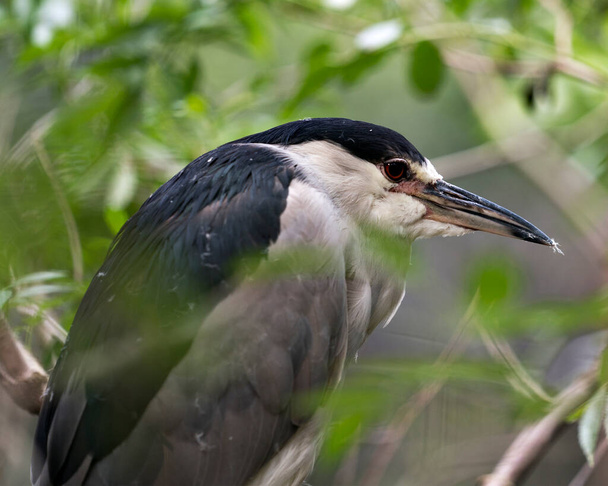 Black crowned Night-heron adult bird close-up perched on a tree branch with a blur background and displaying its blue feather plumage, head, beak, eye, in its habitat and environment. Head shot. Head close-up.  - Photo, image