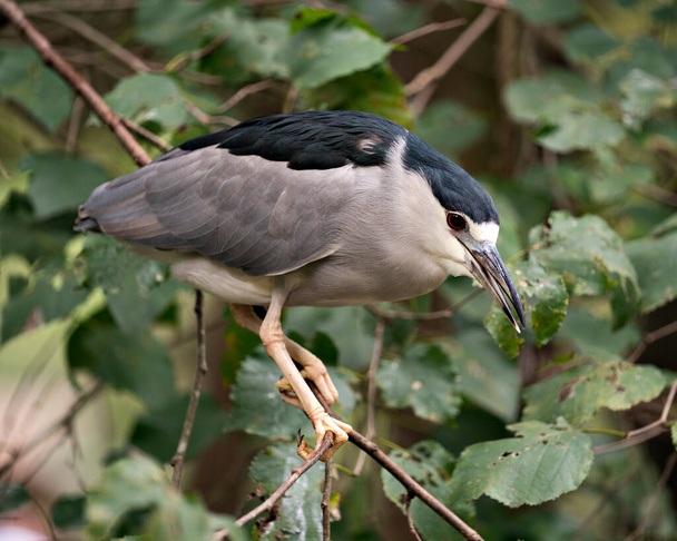 Black crowned Night-heron adult bird close-up perched and displaying its plumage, head, beak, eye, and enjoying its habitat and environment with a blur background. - Photo, image