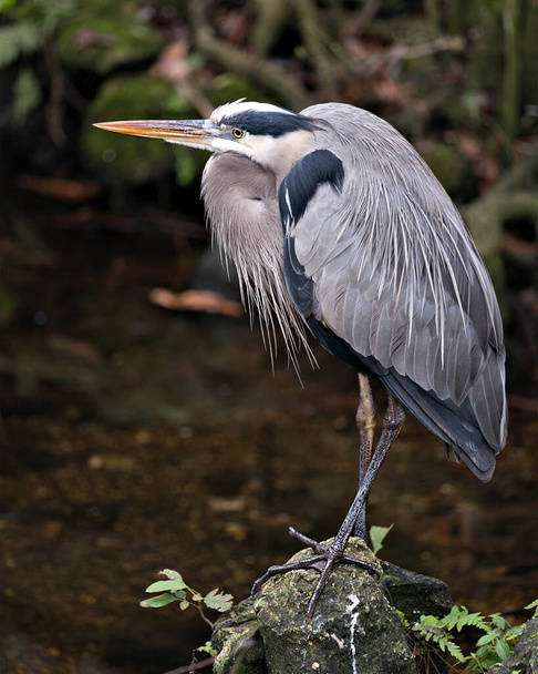 Bleu Heron bird close-up profile view standing on rock with moss by the water with a blur background, displaying blue feathers plumage, beak, feet, eye, in its environment and surrounding. - Photo, image