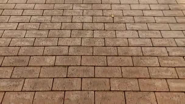 Ein Spaziergänger läuft im Herbst mit herabgefallenem Laub auf dem Klinkerweg an der Stadtstraße in einem Park. Blick von der Spitze der ersten Person auf das Steinpflaster. - Filmmaterial, Video