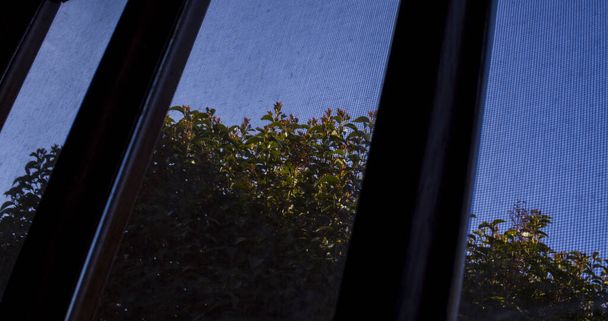 Arbol por la ventana. - Photo, image