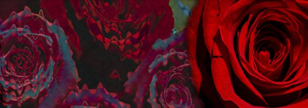 Silhouet van een naakte vrouw op een abstracte achtergrond met rode roos. Lesbisch vrijen. Valentijnskaart. Erotische positie. Zelfliefde illustratie. - Foto, afbeelding