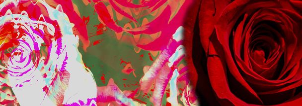 Silhouette di una donna nuda su uno sfondo astratto con rosa rossa. Lesbiche che fanno l'amore. Biglietto di San Valentino. Posizione erotica. Illustrazione dell'amore di sé. - Foto, immagini