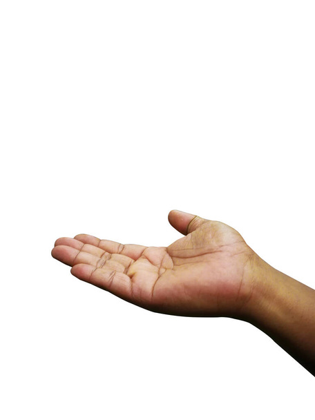 hand holding a palm isolated on white background - Photo, image