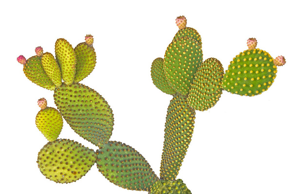 Κοντινό πλάνο του opuntia cactus  - Φωτογραφία, εικόνα
