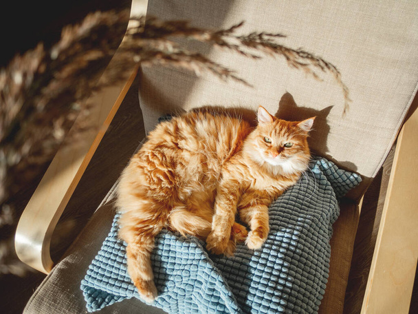 Top view on cute ginger cat lying on pillow. Fluffy pet is staring on dried grass used as toy. Cozy home lit with sun. - Fotografie, Obrázek