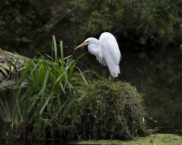 Great White Egret standing on foliage, displaying white feather plumage, body, head, beak, eye, with a foliage background in its environment and habitat looking to the left side. - 写真・画像