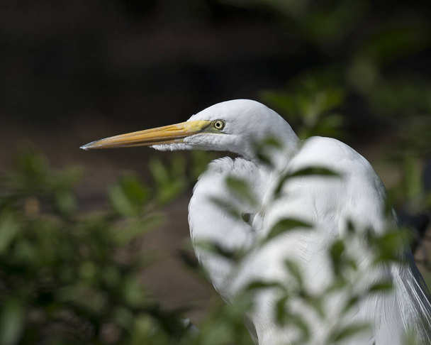 Great White Egret head close-up profile view with a blur background in its environment and surrounding looking to the left side. Head shot. Head close-up. - Photo, image