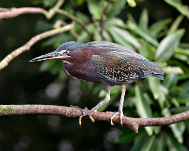 Green Heron bird close up perched on a branch displaying its body, beak, head, eye, legs, with a nice bokeh background of foliage. - Fotoğraf, Görsel