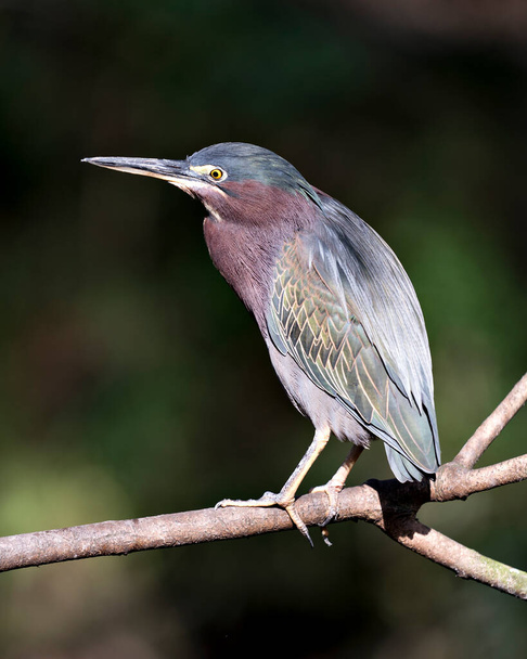 Green Heron bird close-up profile perched on a branch with blur background displaying  green plumage feather plumage, body, beak, head, eye, feet  in its environment and habitat. - Zdjęcie, obraz