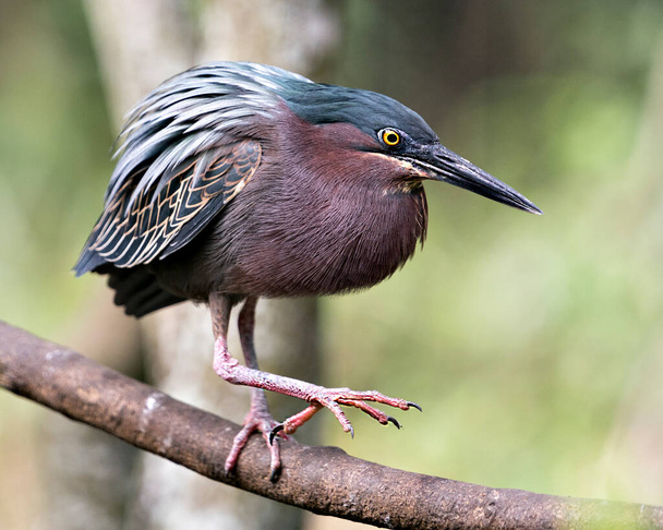 Green Heron bird close-up side profile view perched on a branch displaying blue feathers, body, beak, head, eye, feet with a blur  background in its environment and habitat. - Fotoğraf, Görsel
