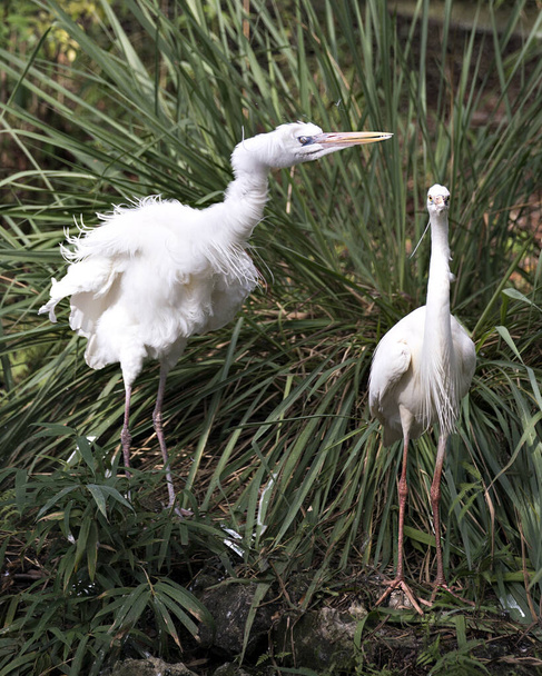 White Heron couple close-up profile view with a funny look, interacting and displaying their white fluffy feathers plumage, bodies, heads, eyes, beaks, long necks, with foliage background in its environment and habitat. - Foto, Imagem