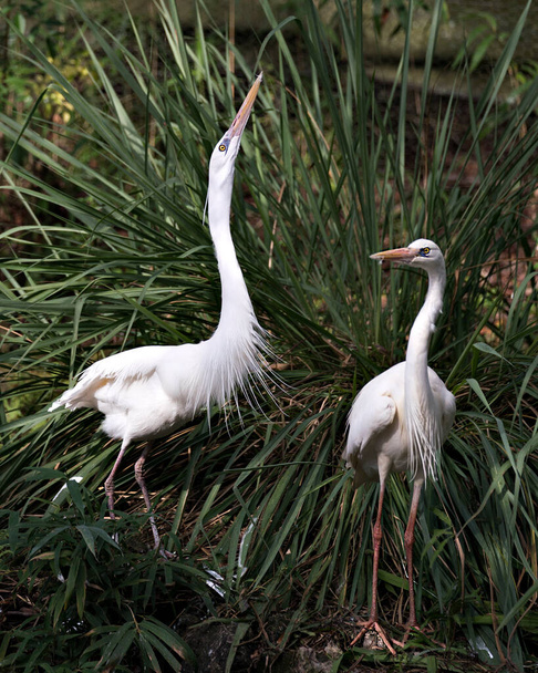 White Heron couple close-up profile view interacting and displaying their white feathers plumage, bodies, heads, eyes, beaks, long necks, with foliage background in its environment and habitat. - Фото, зображення
