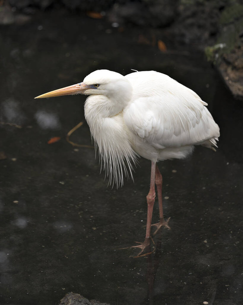 White Heron bird close-up profile view displaying its white feathers plumage, body, head, eye, beak, long neck, with foliage background in its environment and surrounding. - 写真・画像
