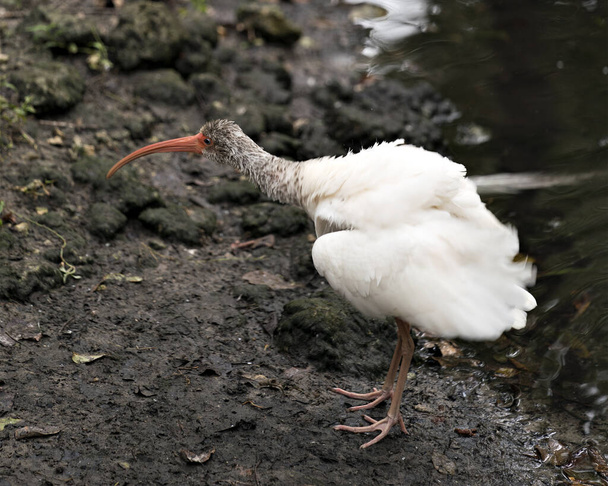 белая птица ибис, стоящая у воды, обнажая свое тело, голову, глаз, клюв, длинную шею, в окружении. - Фото, изображение