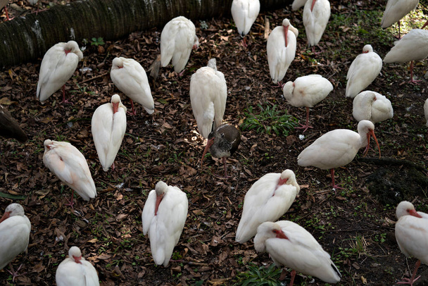 oiseaux ibis blancs se reposant et protégeant un oiseau juvénile au centre de la colonie tout en exposant leur corps, leur tête, leurs yeux, leur bec, leur long cou, leurs pieds dans leur environnement et autour d'un fond brun. - Photo, image