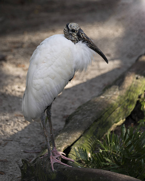 水の中の木製のコウノトリの鳥のクローズアッププロフィールビュー環境や生息地に白い羽状突起、体、頭、目、くちばし、長い首、白と黒の羽状突起が表示されます。. - 写真・画像