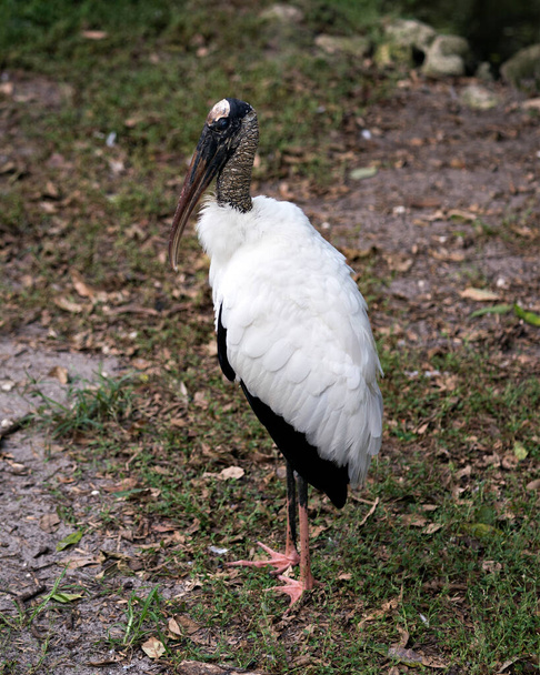 Wood Stork bird close up displaying its body, head, beak,eye, plumage, black and white colour with a nice blur background of foliage in its environment and habitat. - Foto, immagini