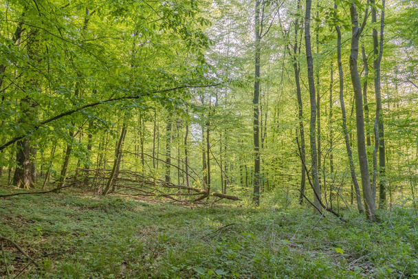 HEILBRONN, GERMANY - May 10, 2020: Nice light mood in the forest during a wal - Photo, Image