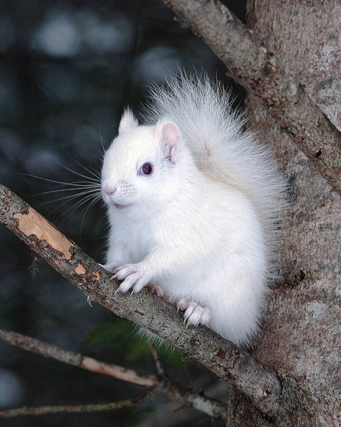 Albiino Orava istuu puun oksalla metsässä lähikuva osoittaa sen kaunis valkoinen turkki, runko, pää, punaiset silmät, vaaleanpunaiset korvat, tassut, jalat, kynnet ja sen elinympäristössä ja ympäristössä. - Valokuva, kuva