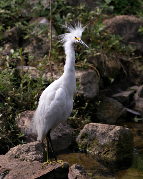 Snowy Egret bird close-up profile view standing on moss rocks with foliage background, displaying white feathers, head, beak, eye, fluffy plumage, yellow feet in its environment and habitat. - Foto, Imagen