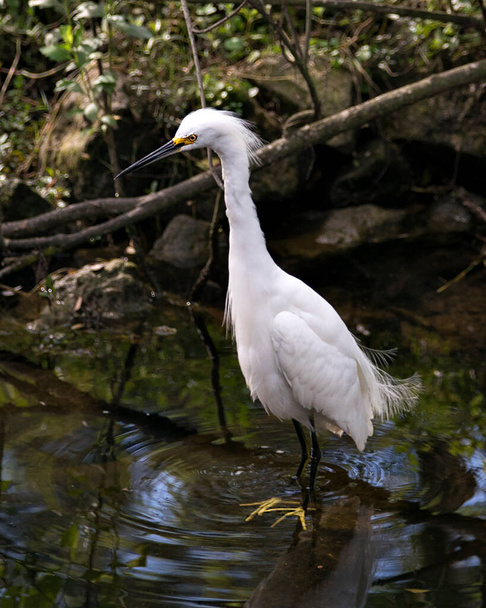Snowy Egret close-up profile view by the water with rock and moss, displaying white feathers, head, beak, eye, fluffy plumage, yellow feet in its environment and habitat. - Φωτογραφία, εικόνα