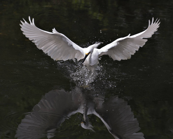 Snowy Egret bird close-up profile view in the water with reflection of spread wings, white feathers, head, beak, eye, and with a minnow in its beak in its environment and habitat. - 写真・画像